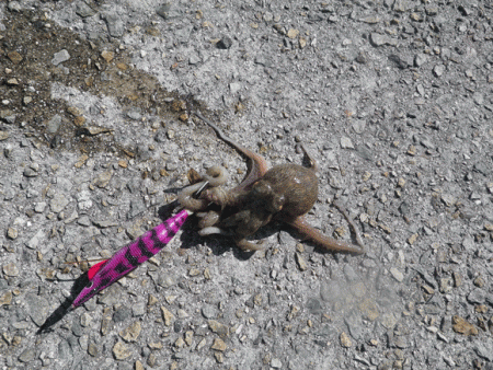 姫路タコ（2015-2）