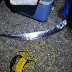 初心者大サバ狙い