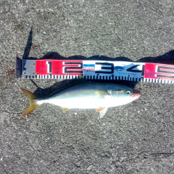 ショアジギングでツバス