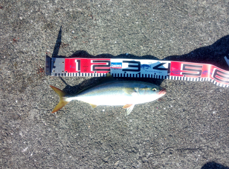 ショアジギングでツバス