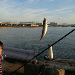 泉佐野～泉大津 タコとサビキ