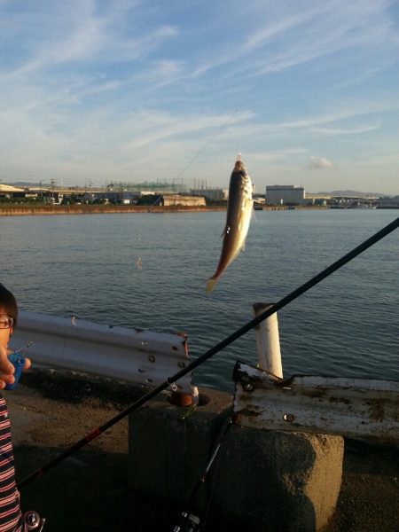 泉佐野～泉大津 タコとサビキ