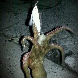 泉大津周辺タコ夜釣り
