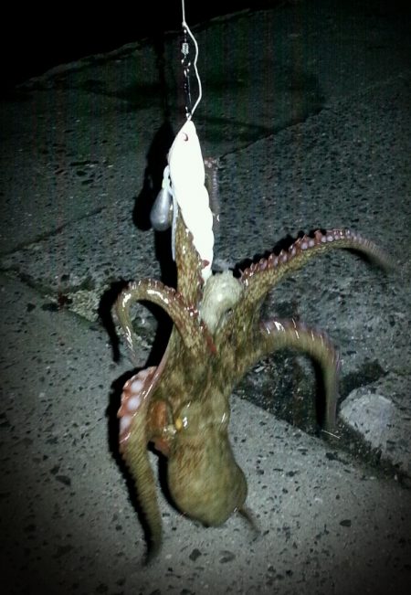 泉大津周辺タコ夜釣り