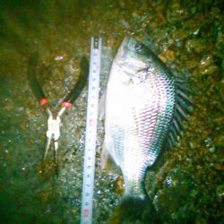 チニング雨降り