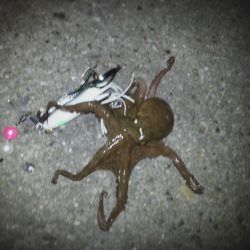 泉佐野周辺タコランガン