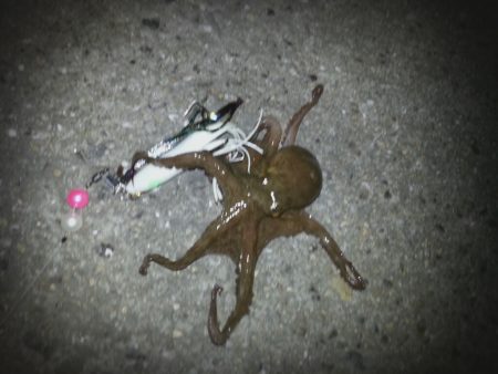 泉佐野周辺タコランガン