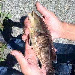 チヌは見えている。