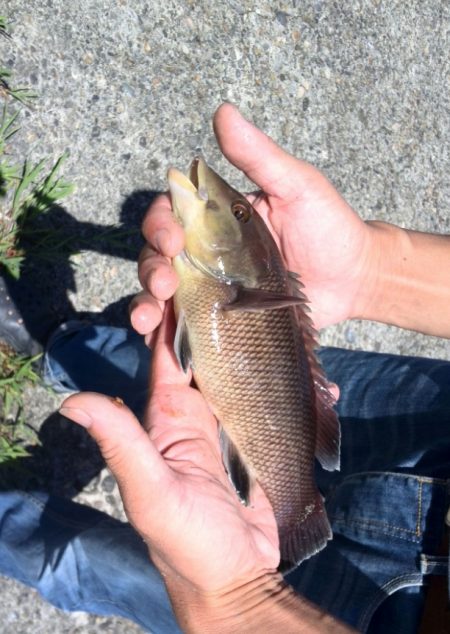 チヌは見えている。