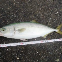 ライトショアジギング