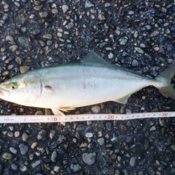 ライトショアジギング