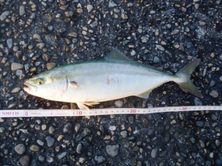 ライトショアジギング