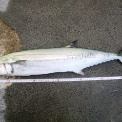 出勤前ショアジギング