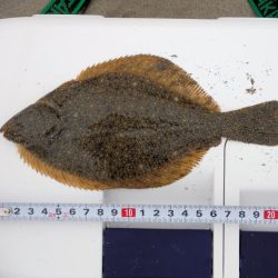 チョイ投げで数釣り楽しんできました。