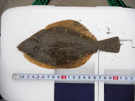 チョイ投げで数釣り楽しんできました。