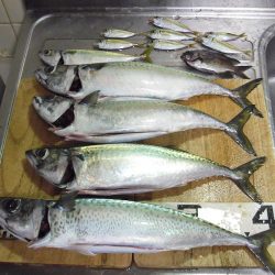 大サバ4本ゲット!!