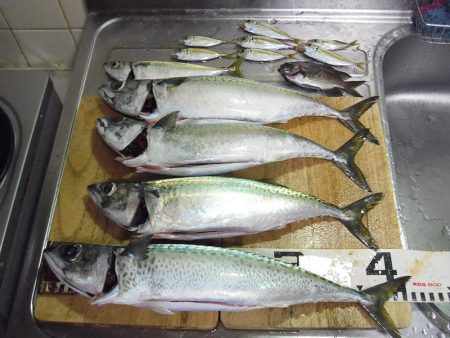 大サバ4本ゲット！！