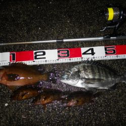 夕方～雨天のエビ撒き釣り