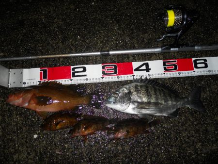 夕方～雨天のエビ撒き釣り