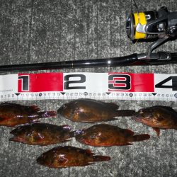 半夜のエビ撒き釣り