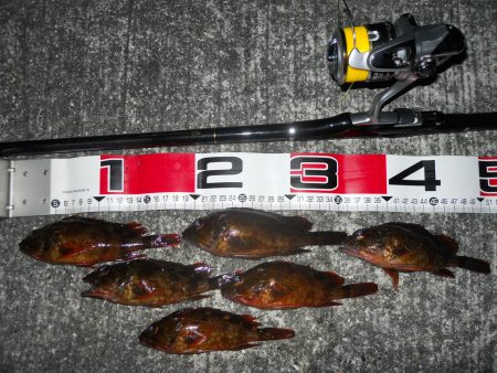 半夜のエビ撒き釣り