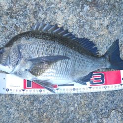 半夜のエビ撒き釣り