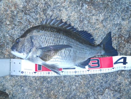 半夜のエビ撒き釣り