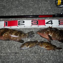 夕方～エビ撒き釣り