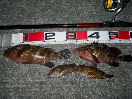 夕方～エビ撒き釣り