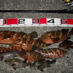 夕方～エビ撒き釣りで根魚