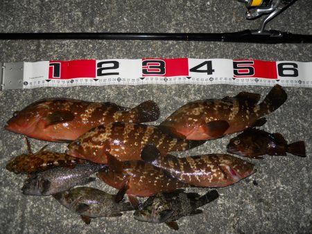 夕方～エビ撒き釣りで根魚