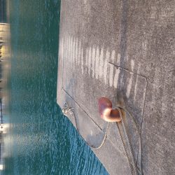 フライが食べたくなって