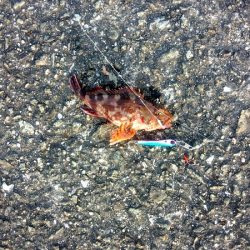 ウルトラライトショアジギング&サビキで豆アジ狙い