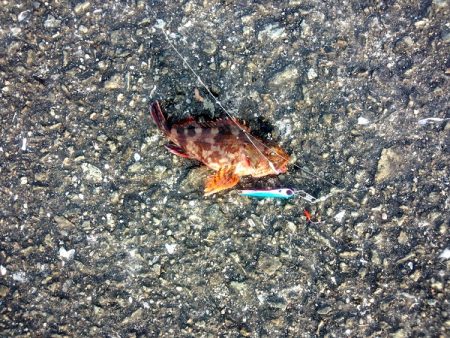 ウルトラライトショアジギング&サビ…