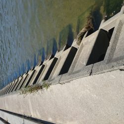 武庫川河口でお手軽手長エビ釣り！