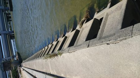 武庫川河口でお手軽手長エビ釣り！