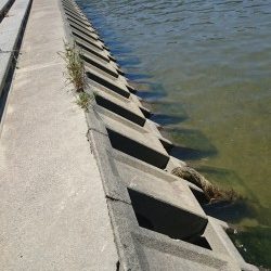 武庫川河口でお手軽手長エビ釣り！