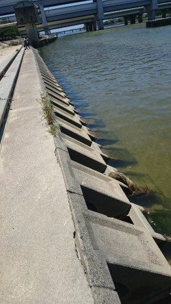 武庫川河口でお手軽手長エビ釣り！