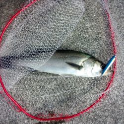 ダイビングペンシルでシーバス