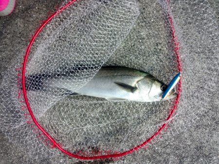 ダイビングペンシルでシーバス