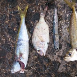 大物がいないか