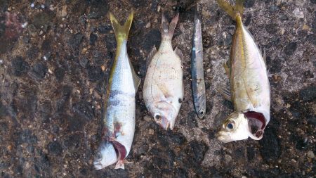 大物がいないか