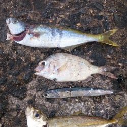 大物がいないか