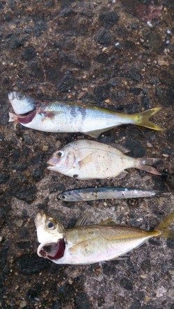 大物がいないか