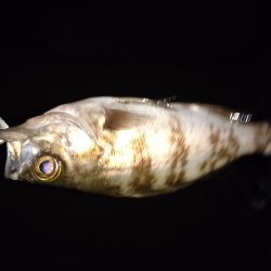 わいわいメバリング