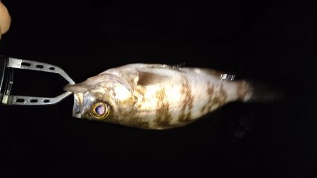 わいわいメバリング