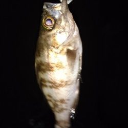 わいわいメバリング