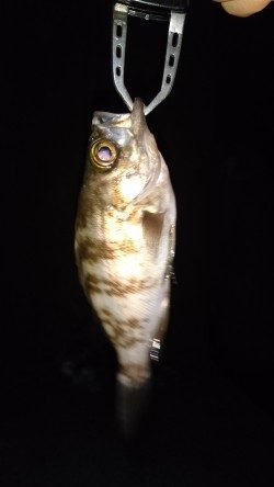 わいわいメバリング