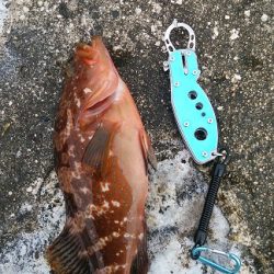 ロックフィッシュ