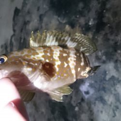 こんなところに、